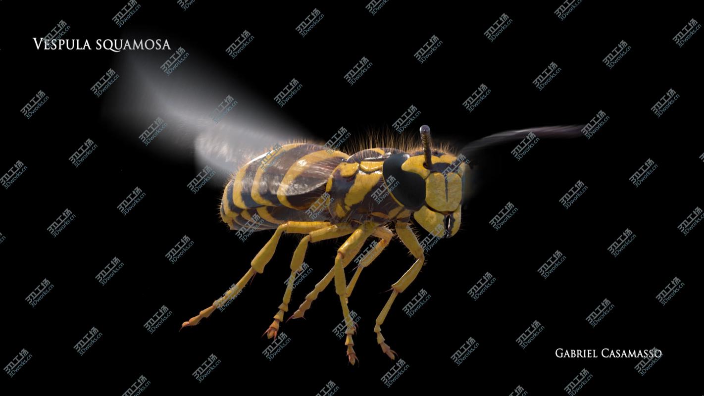 images/goods_img/202104092/Vespula squamosa Rigged model/2.jpg